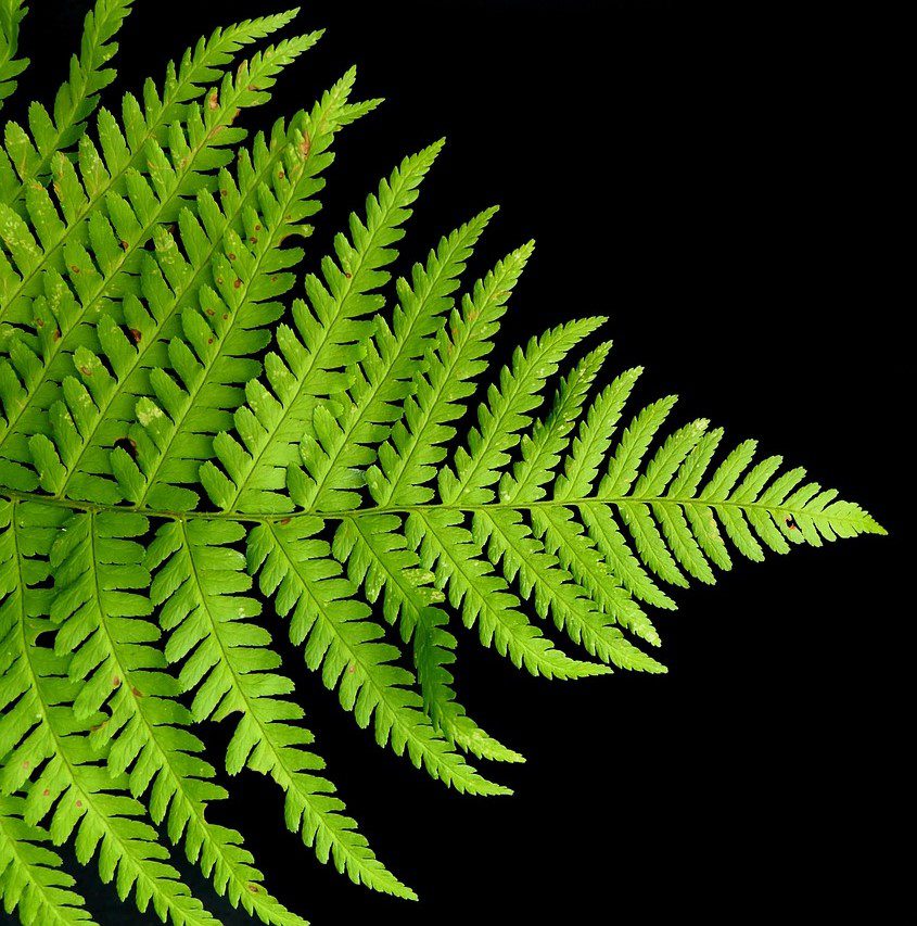 Фракталы — это геометрические фигуры, которые повторяют свои узоры на разных масштабах. 